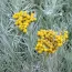 Талл Карри (Helichrysum angustifolia Tall Curry) фото