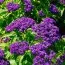 Гелиотроп Scentropia Blue фото