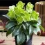 Морозник Argutifolius фото