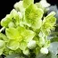Морозник Argutifolius фото