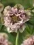 Морозник Double Ellen Spotted Pink фото