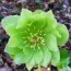 Морозник Orientalis Green Double фото