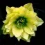 Морозник Orientalis Yellow Double фото
