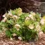 Морозник Orientalis фото