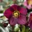 Морозник Prince Picotee-Red фото