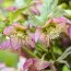 Морозник Pretty Ellen Pink  фото