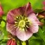Морозник Pretty Ellen Red фото