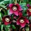 Морозник Pretty Ellen Red фото