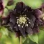 Морозник Double Ellen Purple фото