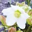 Морозник Praecox фото
