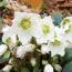 Морозник Praecox фото