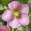 Морозник Prince Pink фото
