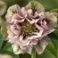 Морозник Double Ellen Spotted Pink фото