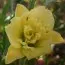 Лилейник Cabbage Flower фото