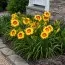 Лилейник Black Eyed Susan фото