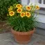 Лилейник Black Eyed Susan фото