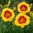 Лилейник Black Eyed Susan фото