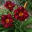 Лилейник Burgundy Love фото