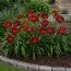 Лилейник Burgundy Love фото