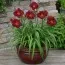 Лилейник Burgundy Love фото