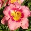 Лилейник Dress Pink фото