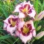 Лилейник Purple Flame фото