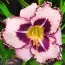 Лилейник Purple Flame фото