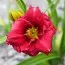 Лилейник Siloam Grace Stamile фото