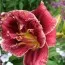 Лилейник Stellar Double Rose фото