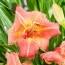 Лилейник Think Pink фото