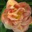 Лилейник Double Pink Peony фото
