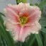 Лилейник Little Anna Rosa фото