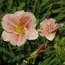 Лилейник Little Anna Rosa фото