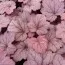 Гейхера Georgia Plum фото