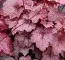 Гейхера Georgia Plum фото