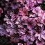 Гейхера Palace Purple фото