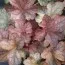 Гейхера Pinot Gris фото