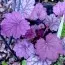 Гейхера Sugar Plum фото