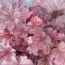 Гейхера Maroon Blush фото