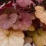 Гейхера Orange Blush фото