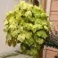 Гейхерелла Yellostone Falls фото