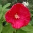 Гибискус садовый Disco Belle Rosy Red фото