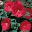 Гибискус садовый Disco Belle Rosy Red фото