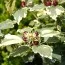 Гибискус сирийский Purpureus Variegatus фото