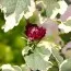 Гибискус сирийский Purpureus Variegatus фото