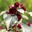 Гибискус сирийский Purpureus Variegatus фото