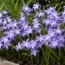 Хионодокса Violet Beauty 5/6 фото