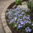 Хионодокса Violet Beauty 5/6 фото