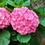 Гортензия Pretty Pink фото