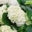Гортензия Wudu White фото